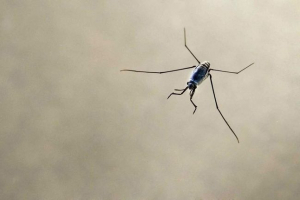 Морські водні лічильники - все життя на хвилях Морські водні лічильники - все життя на хвилях